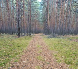 Прирезка лесных участков Кадастровые работы в Ногинске и Ногинском районе